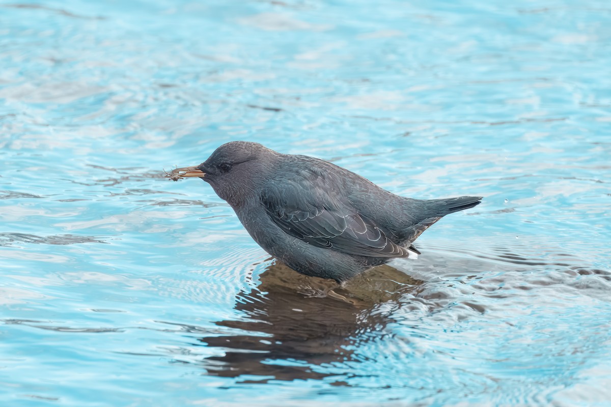 American Dipper - ML627829783