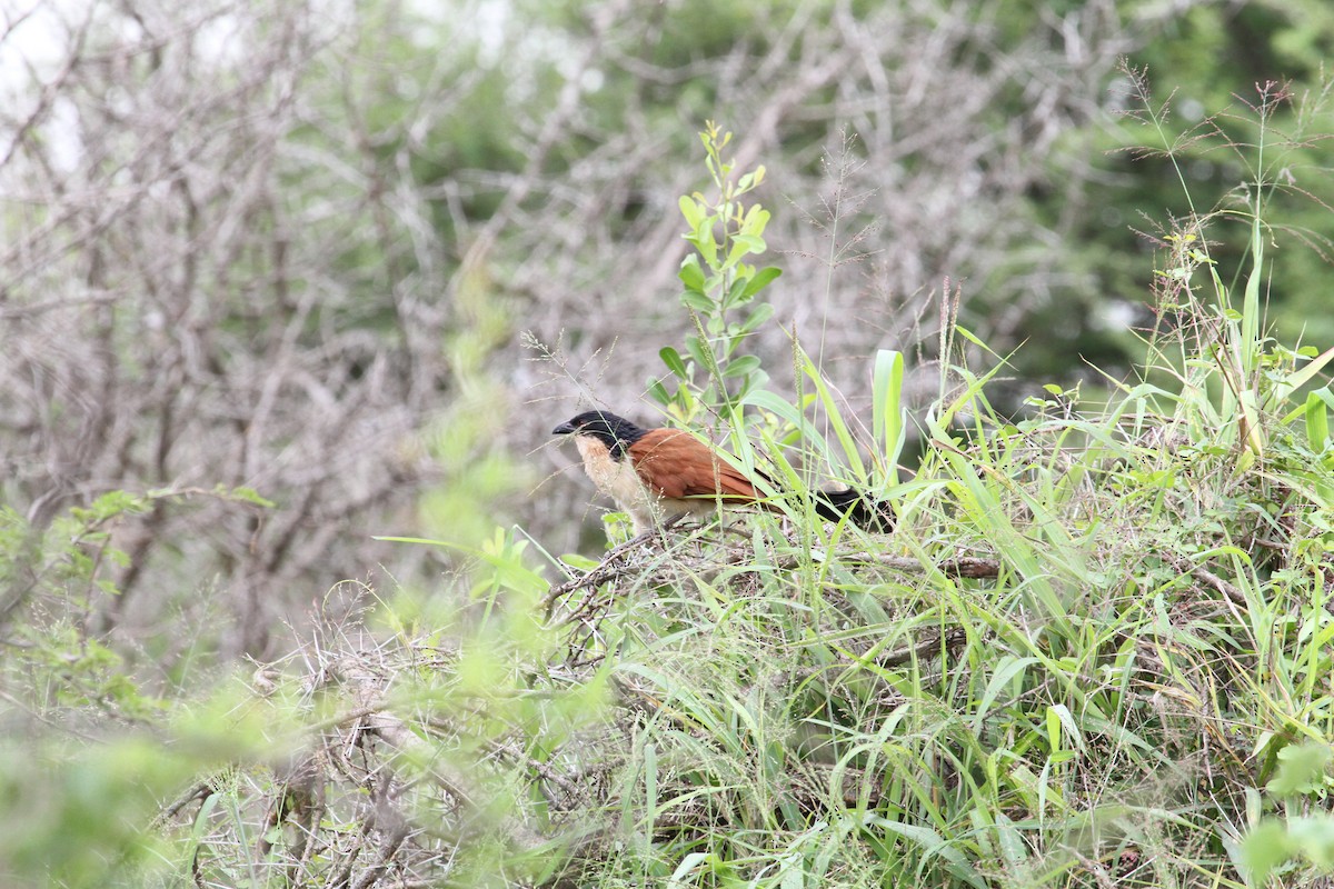 Burchell's Coucal - ML627829785