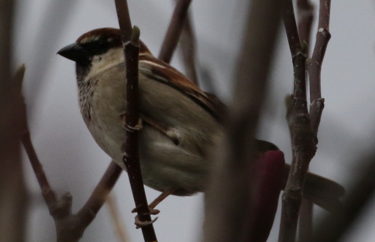 Italian Sparrow - ML627829797