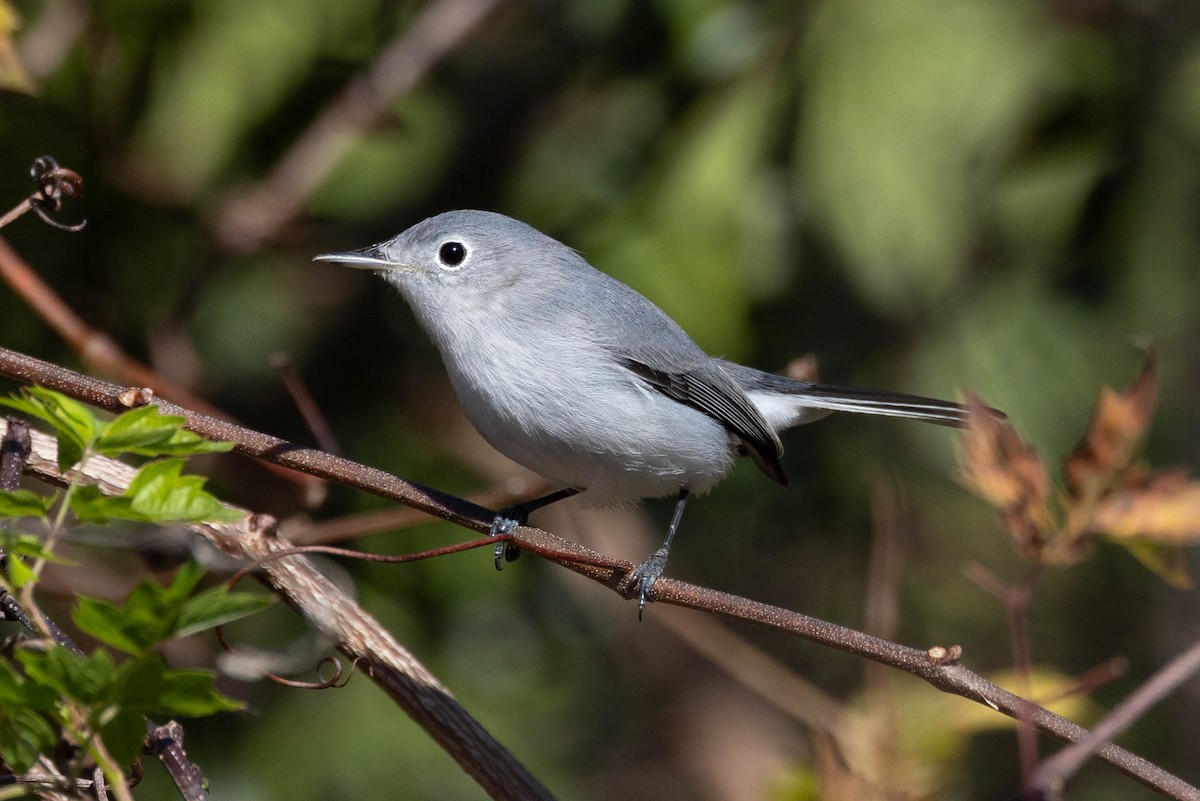 Blue-gray Gnatcatcher - ML627829869