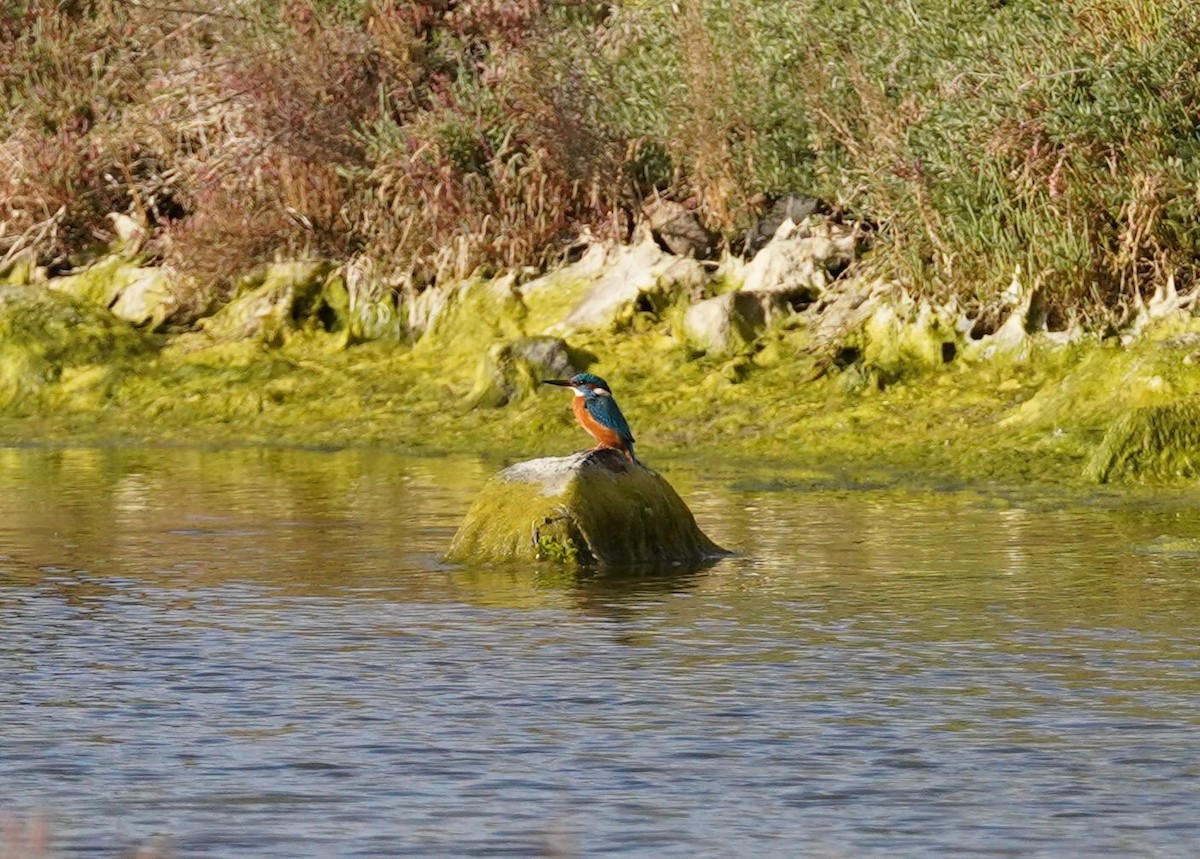 ledňáček říční - ML627829929