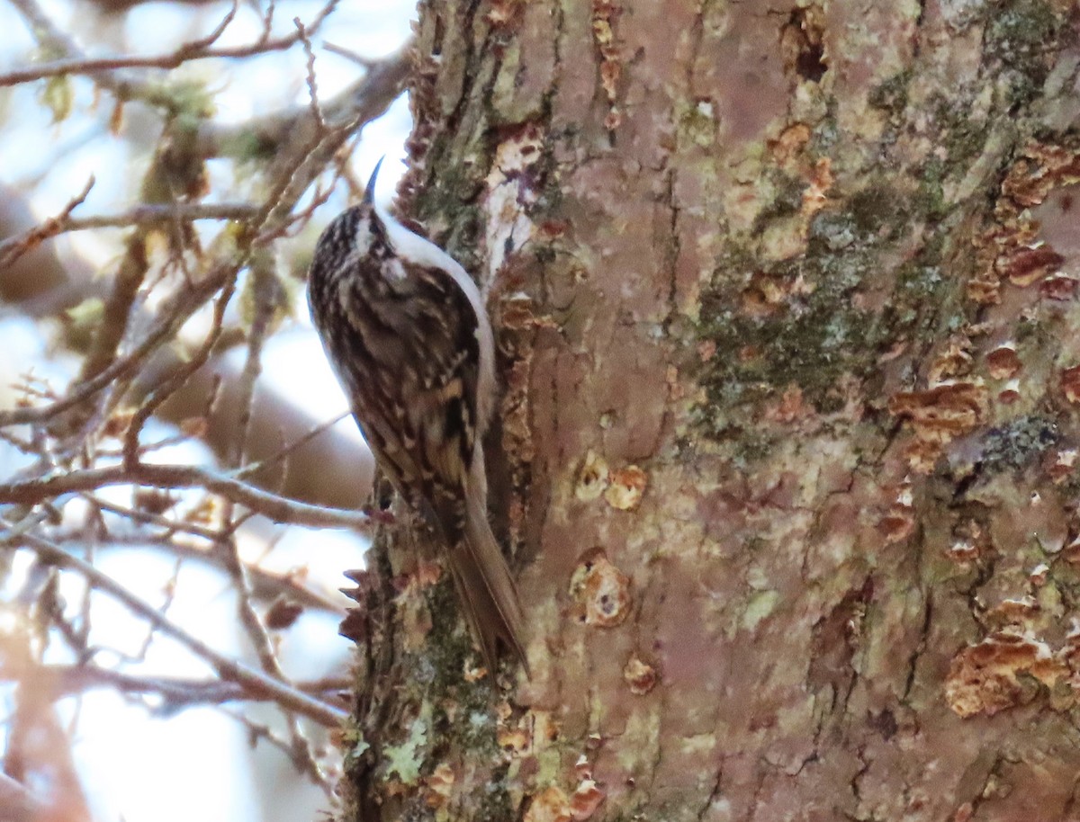 Brown Creeper - ML627829938