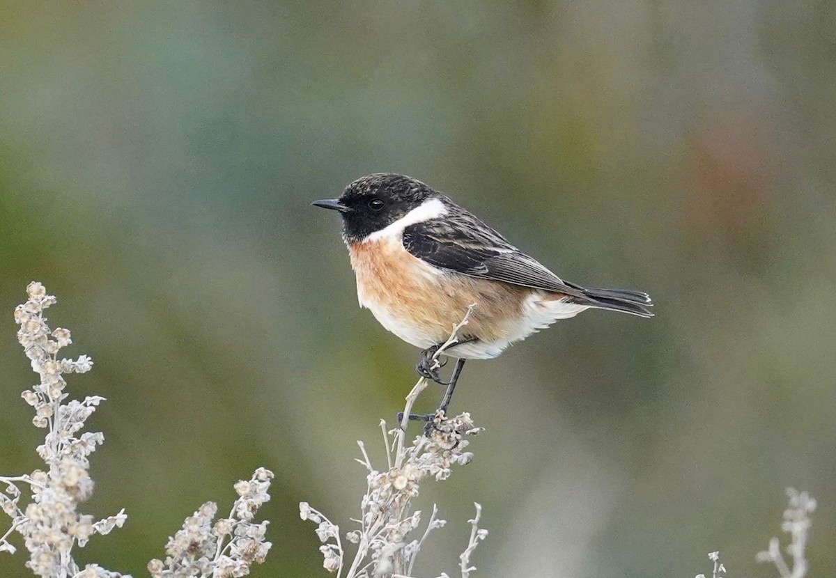 bramborníček černohlavý - ML627829947