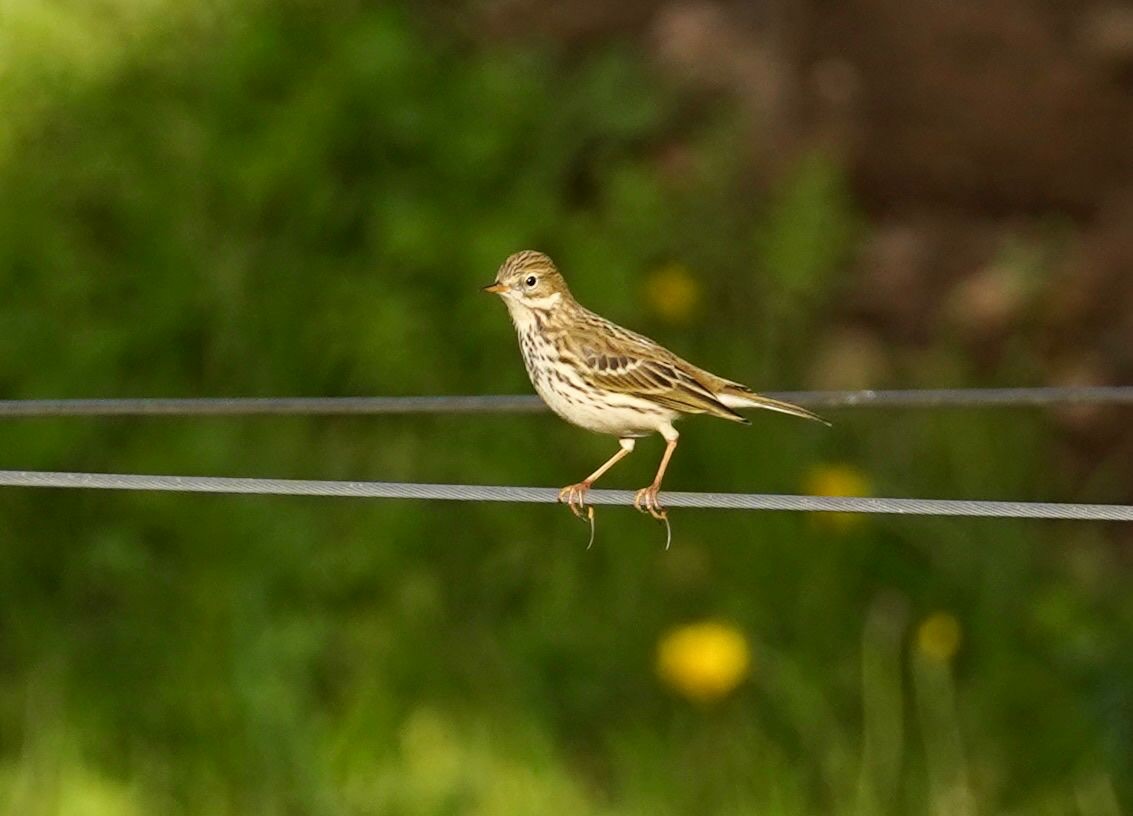 linduška luční - ML627829948