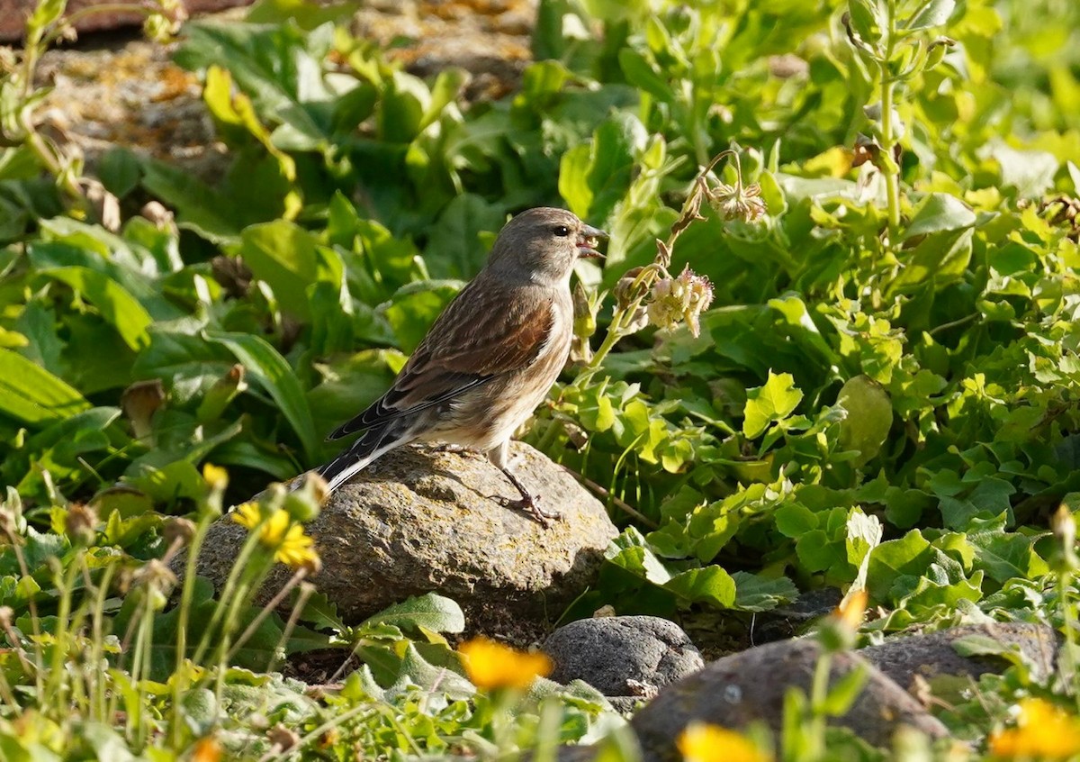 konopka obecná - ML627829953