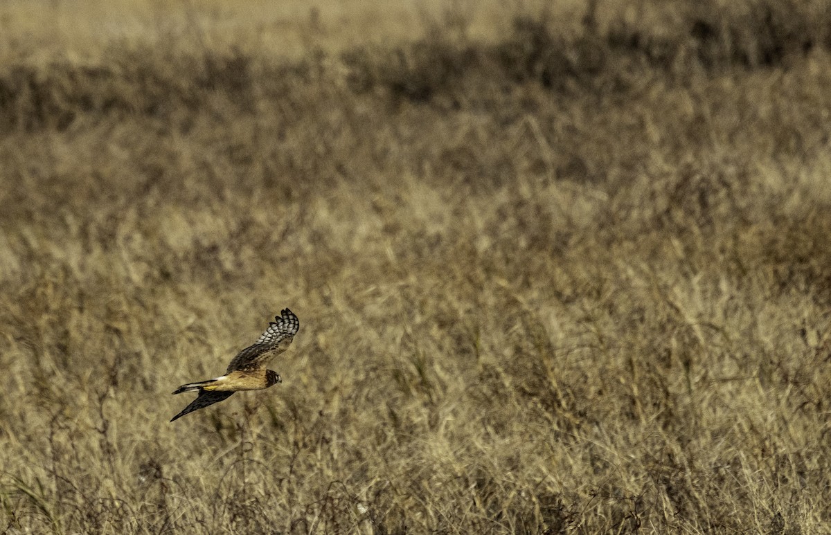 Northern Harrier - ML627829963