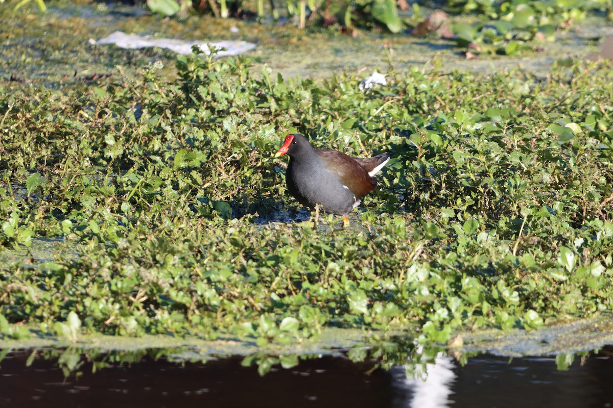 Common Gallinule - ML627829980