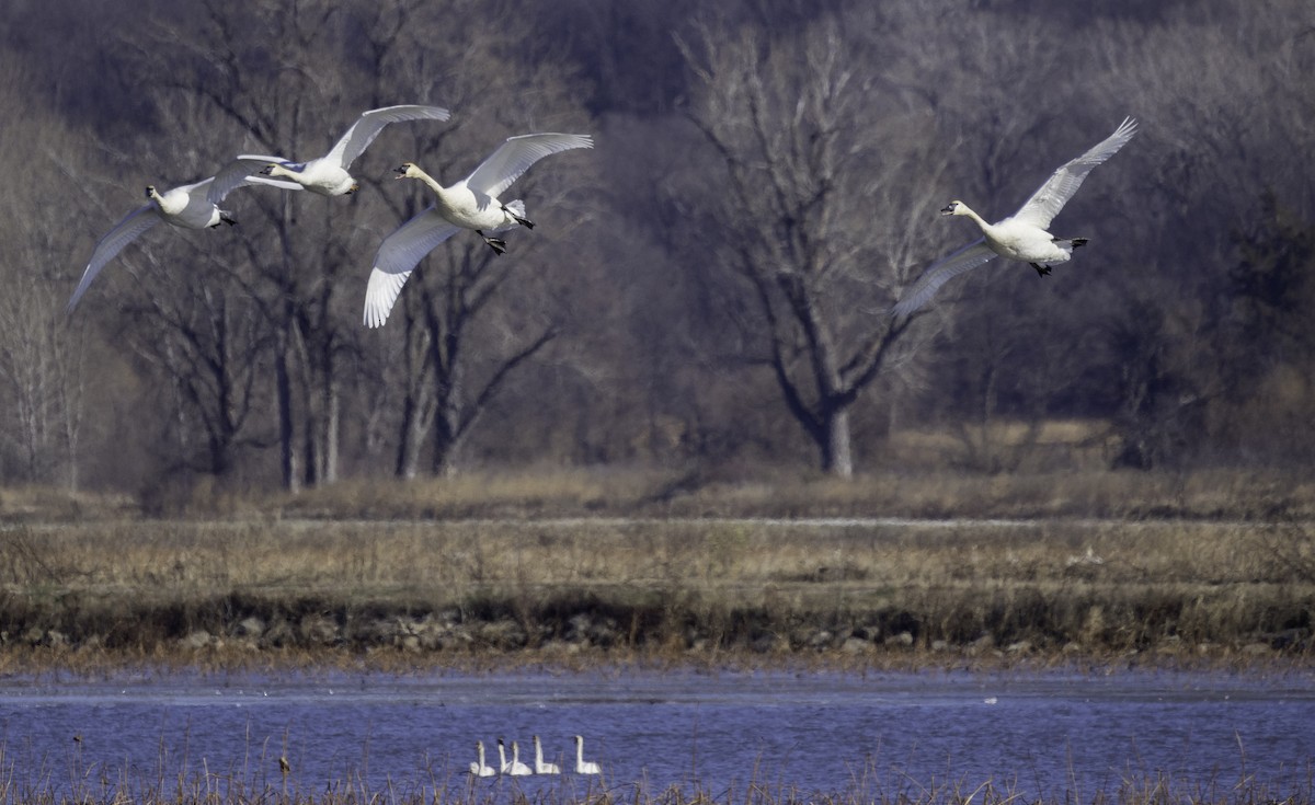 Trumpeter Swan - ML627829989