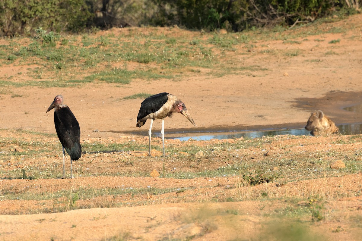 Marabou Stork - ML627830066