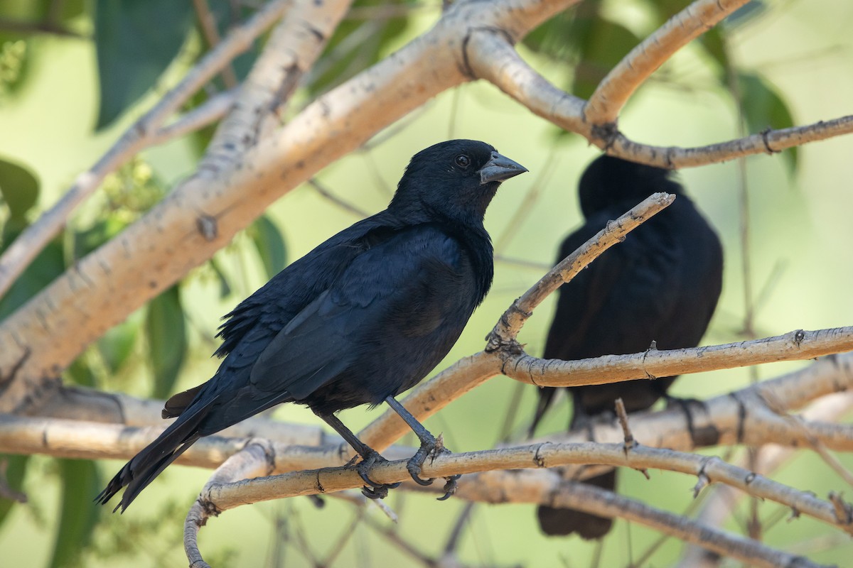 Screaming Cowbird - Ariel Cabrera Foix