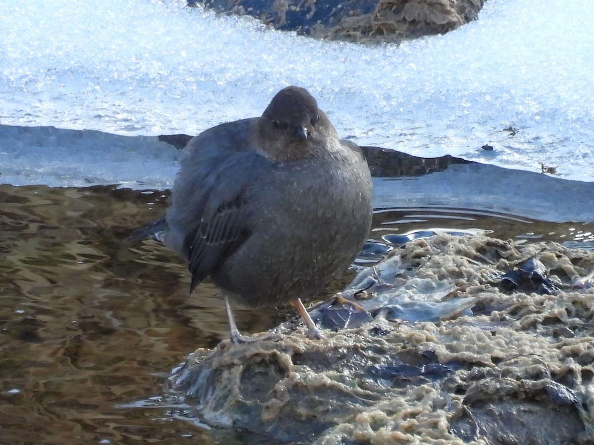 American Dipper - ML627830273