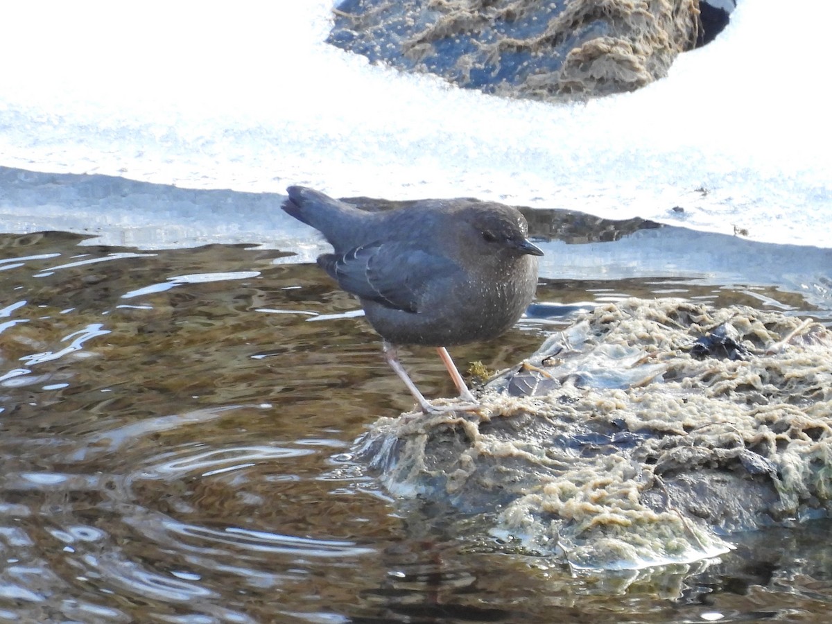 American Dipper - ML627830274