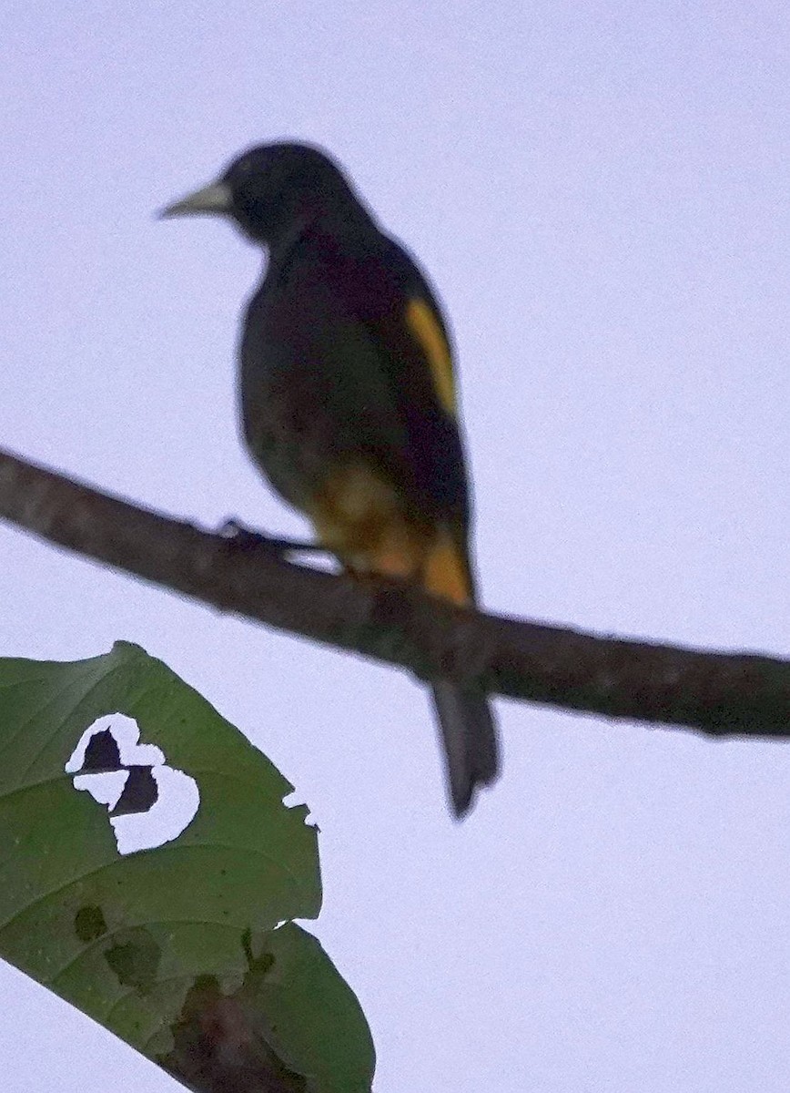 Yellow-rumped Cacique - ML627830300