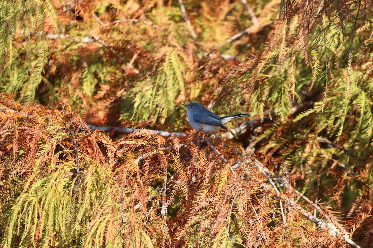 Blue-gray Gnatcatcher - ML627830301