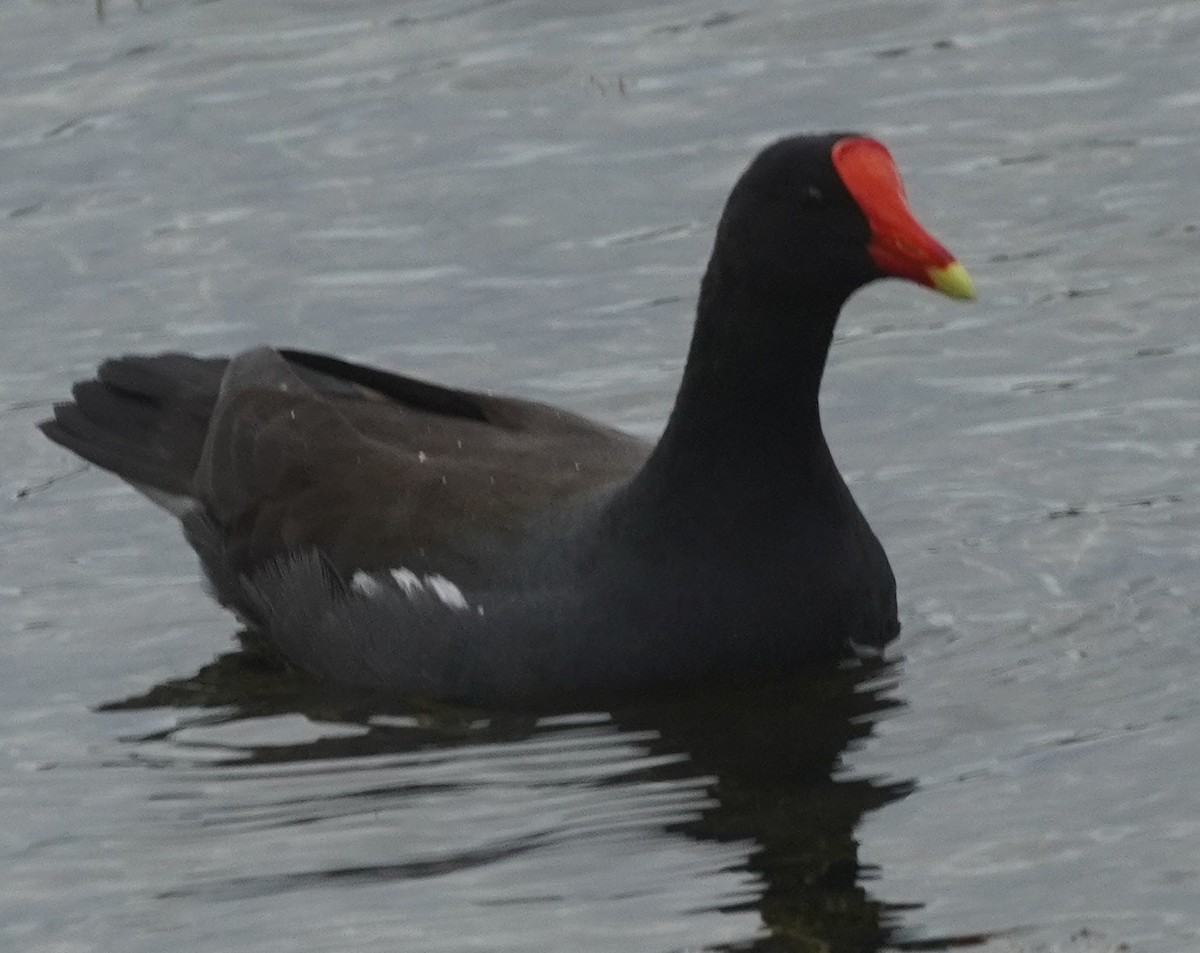 Common Gallinule - ML627830337