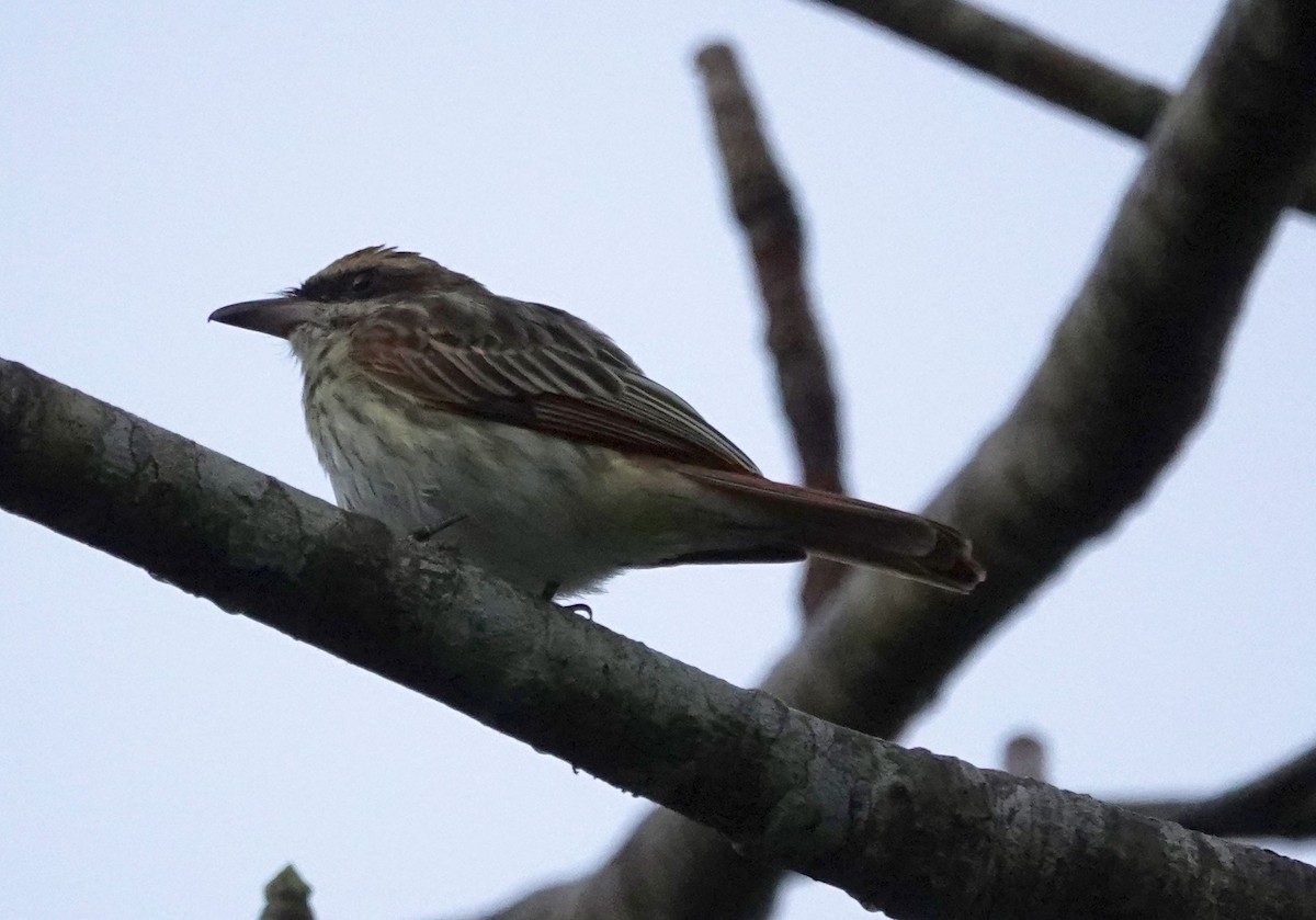 Streaked Flycatcher - ML627830392