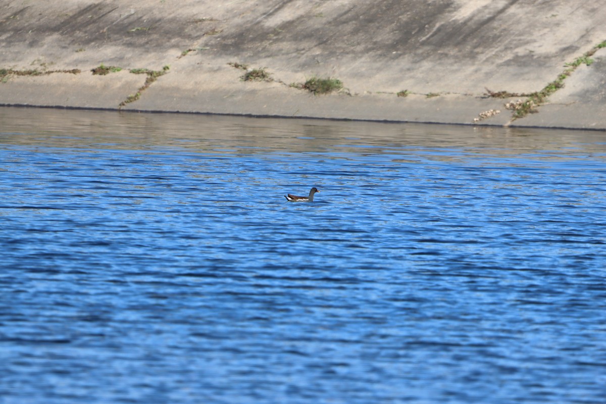 Common Gallinule - ML627830435