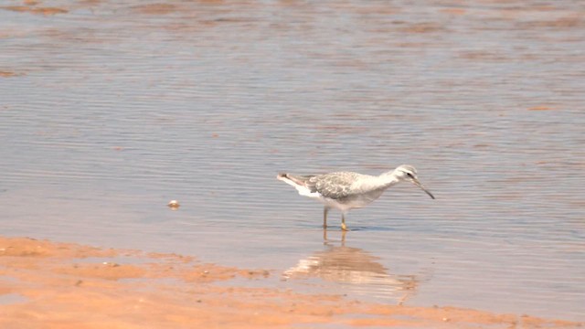 Gray-tailed Tattler - ML627830446