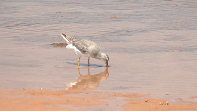 Gray-tailed Tattler - ML627830449