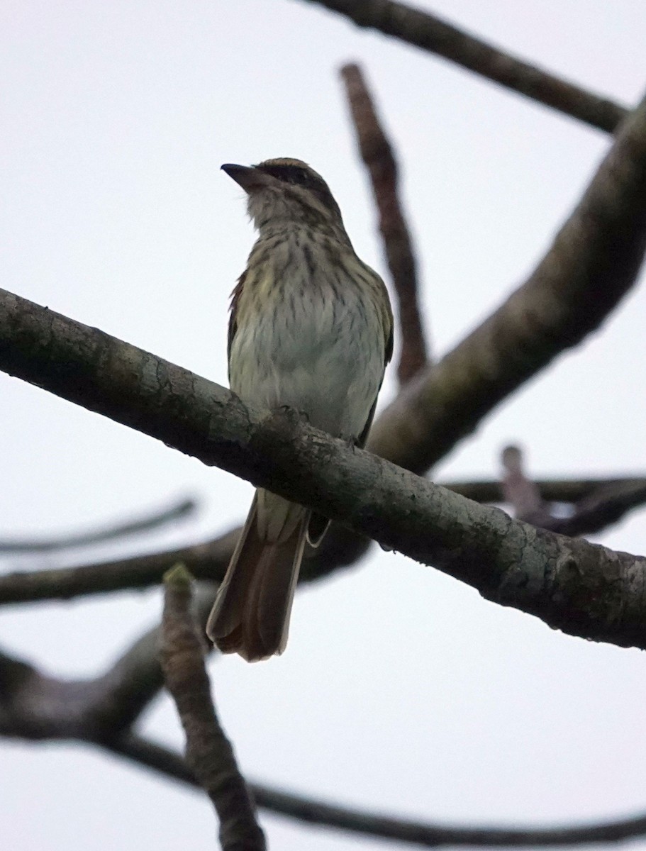 Streaked Flycatcher - ML627830450