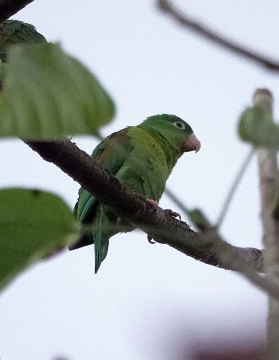 Orange-chinned Parakeet - ML627830454