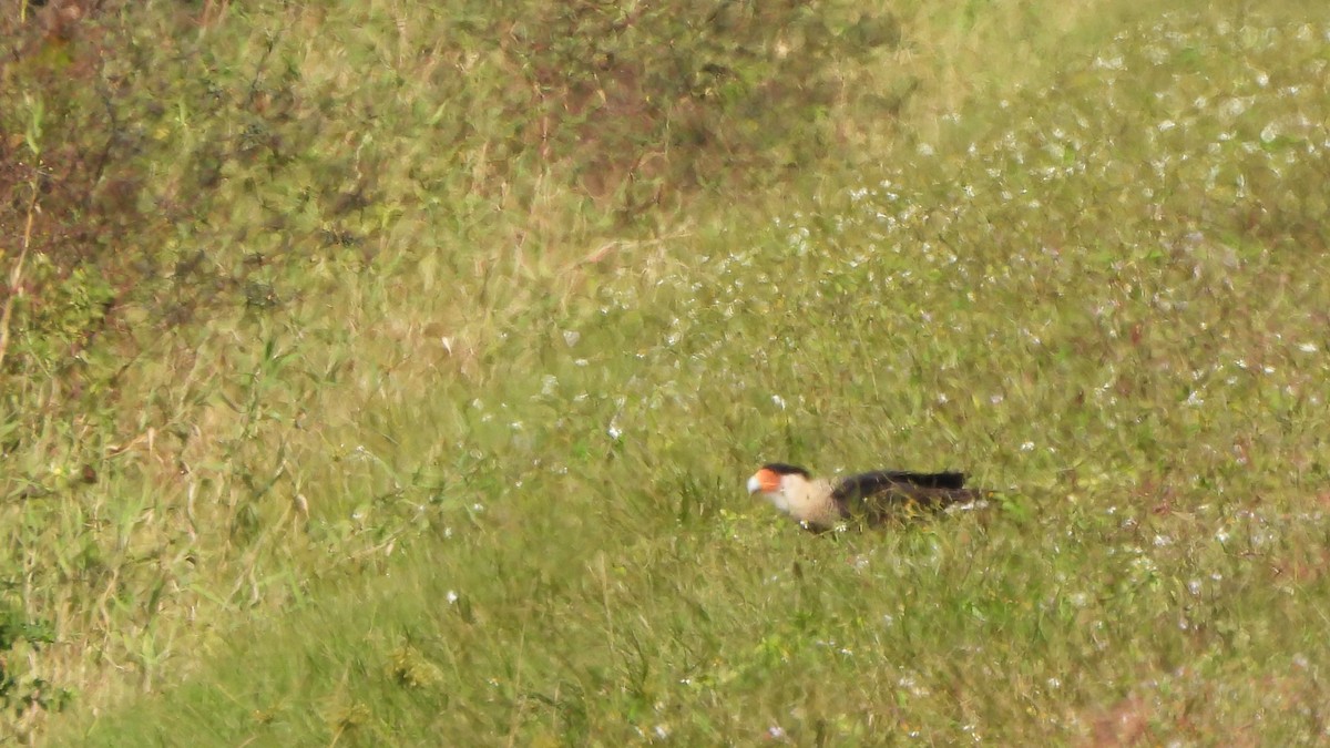 Crested Caracara - ML627830561