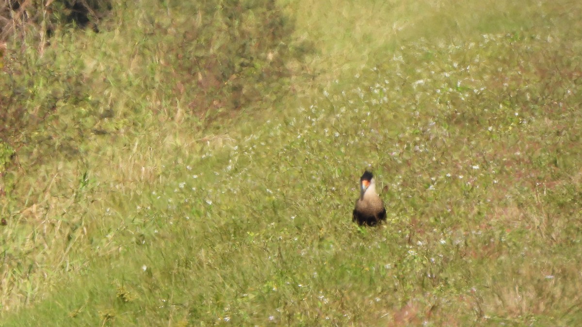 Crested Caracara - ML627830562