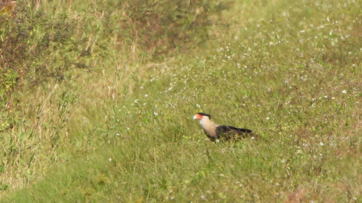 Crested Caracara - ML627830563