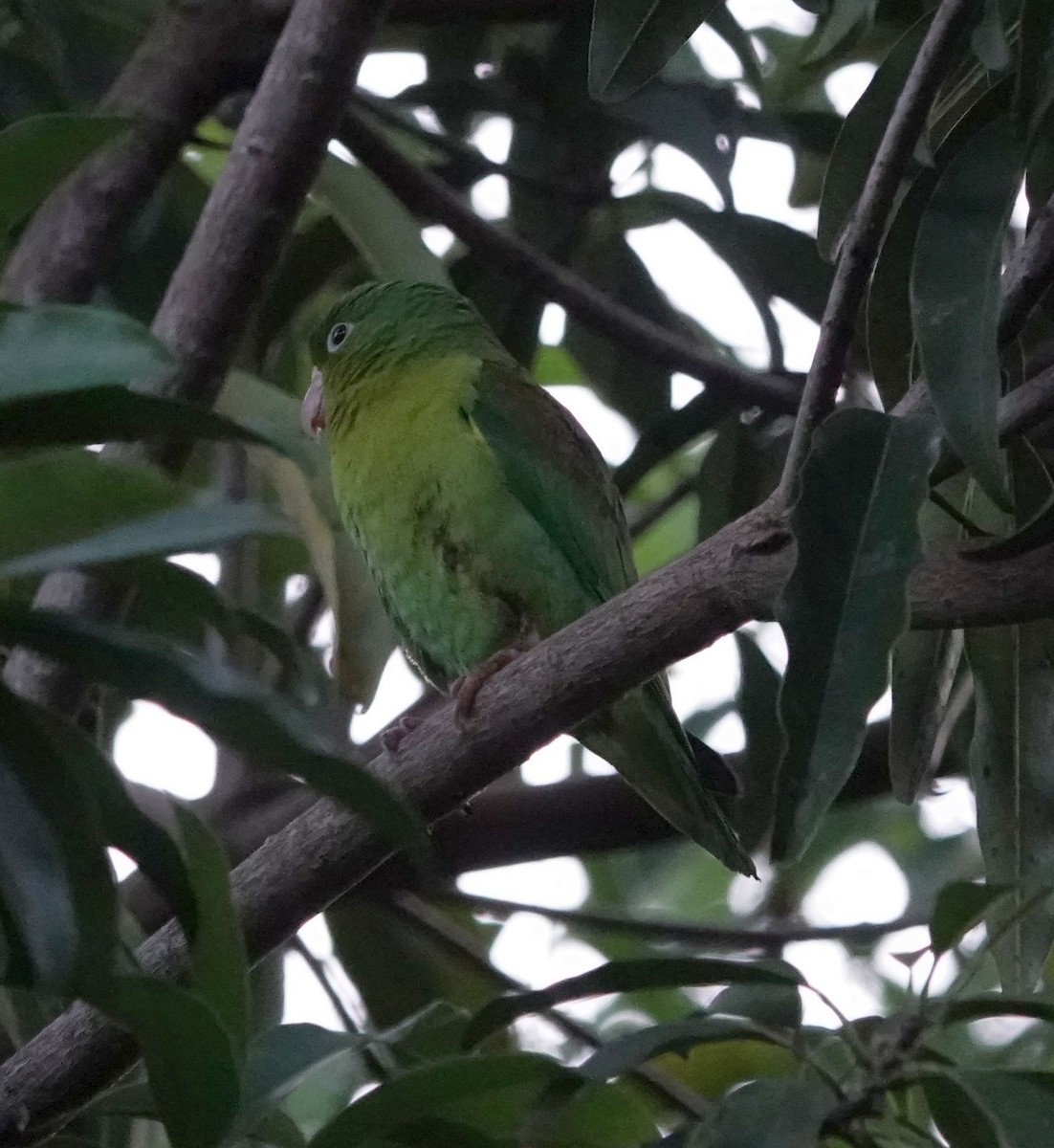 Orange-chinned Parakeet - ML627830590