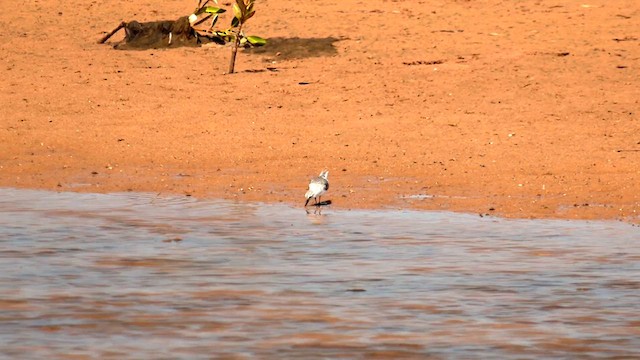 Red-necked Stint - ML627830592