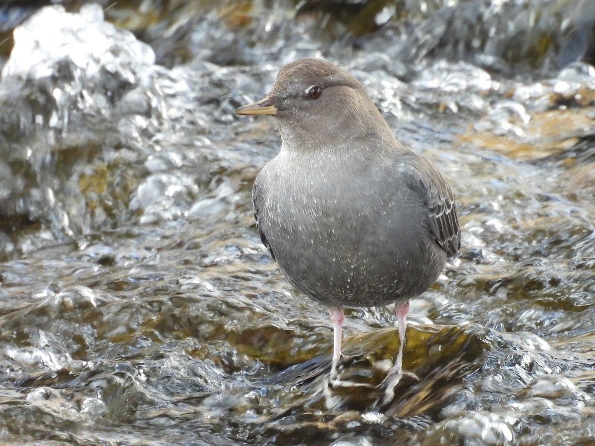 American Dipper - ML627830633