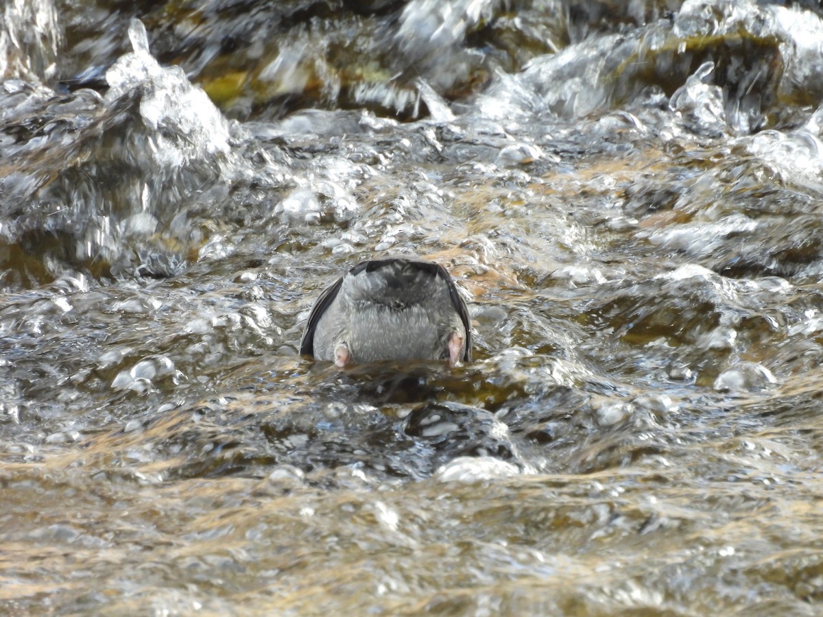 American Dipper - ML627830637