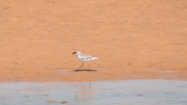 Greater Sand-Plover - ML627830638