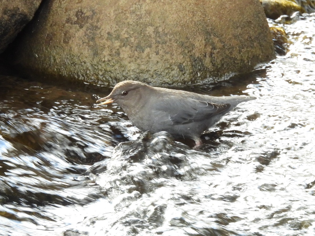 American Dipper - ML627830647