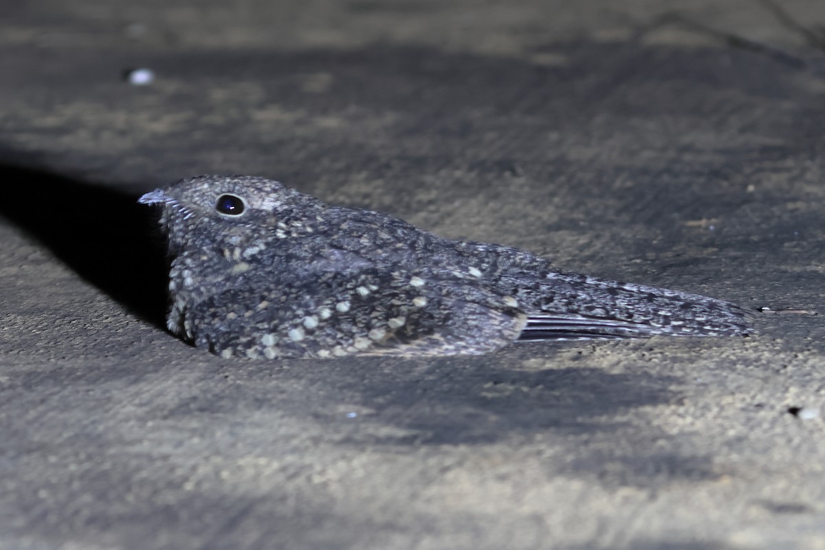 Freckled Nightjar - ML627830664