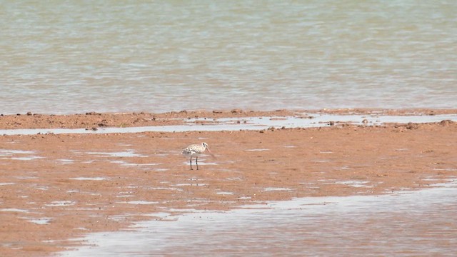 Bar-tailed Godwit (Siberian) - ML627830691