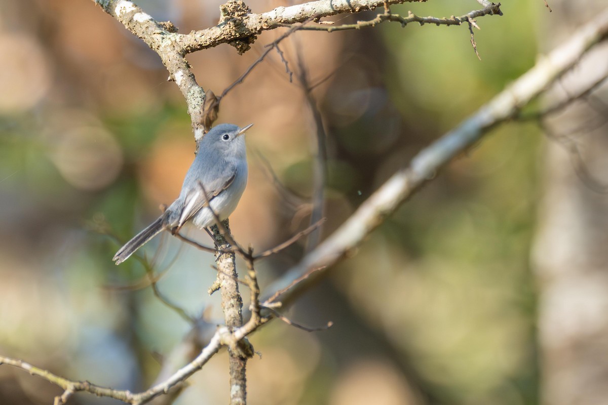 Blue-gray Gnatcatcher - ML627830726