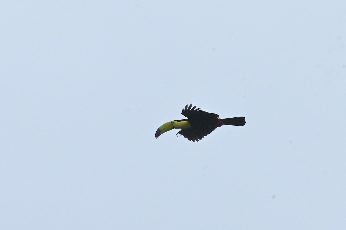 Keel-billed Toucan - ML627830759