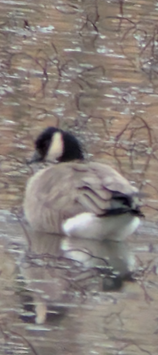 小加拿大雁 - ML627830777