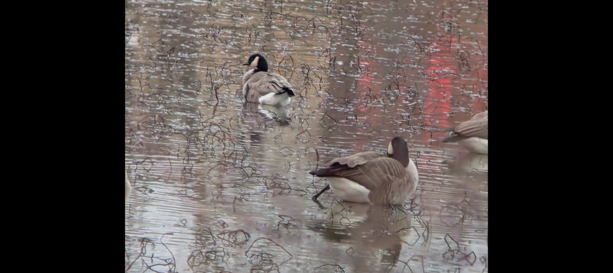 小加拿大雁 - ML627830778