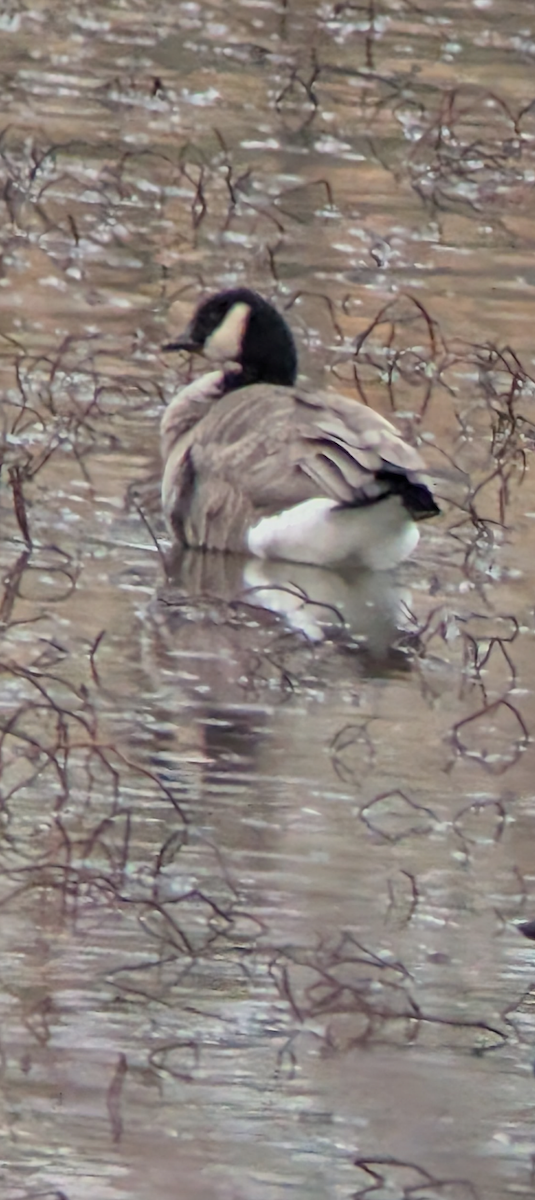 小加拿大雁 - ML627830780