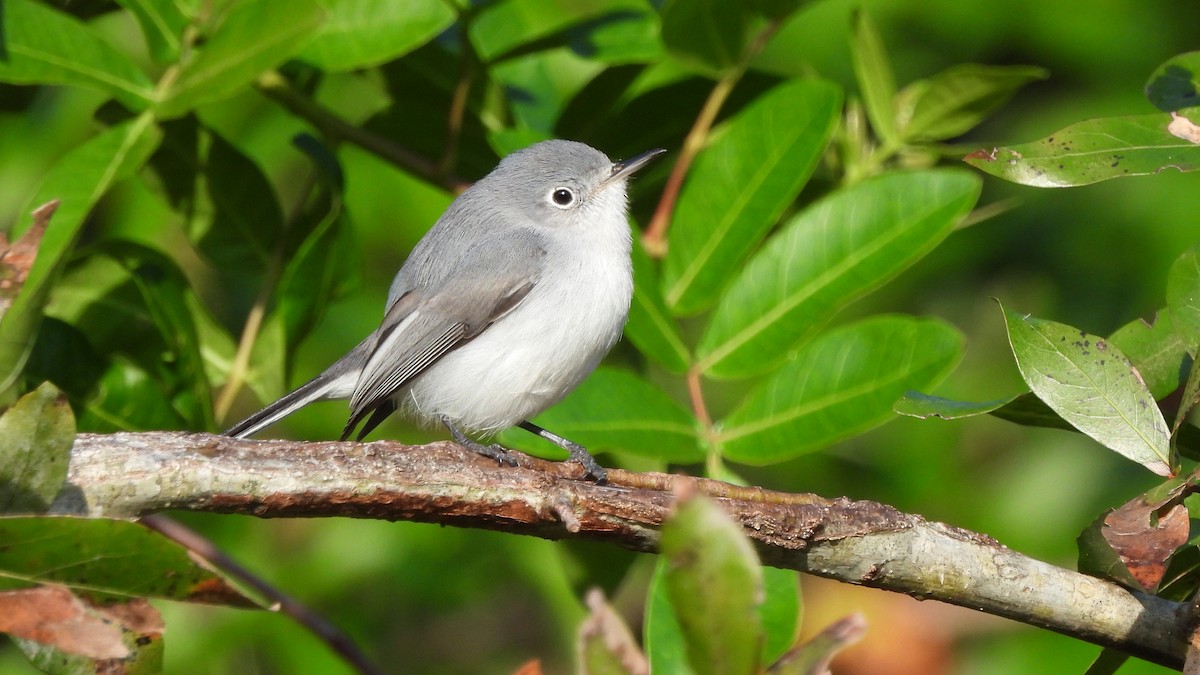 Blue-gray Gnatcatcher - ML627830783