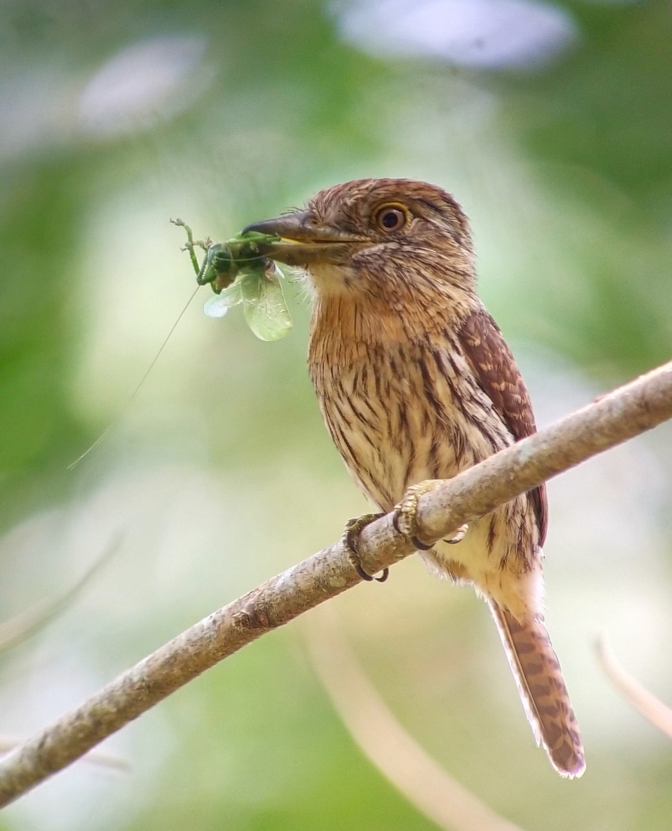 Western Striolated-Puffbird - ML627830784