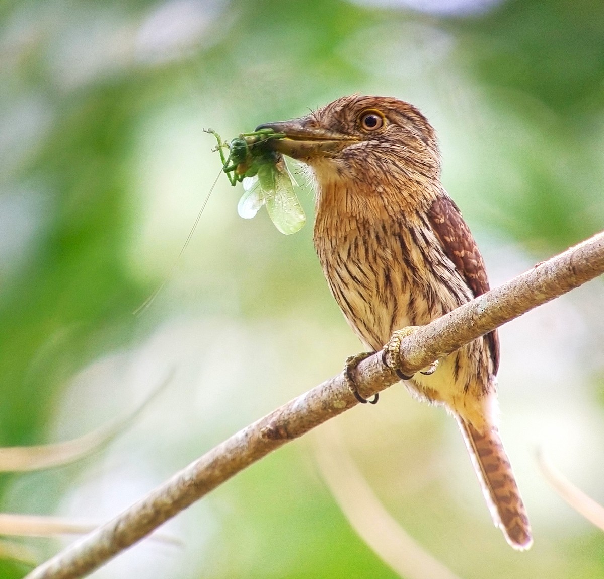 Western Striolated-Puffbird - ML627830785