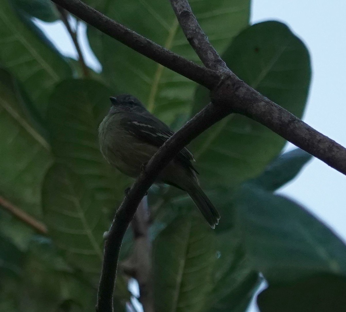 Yellow-crowned Tyrannulet - ML627830821