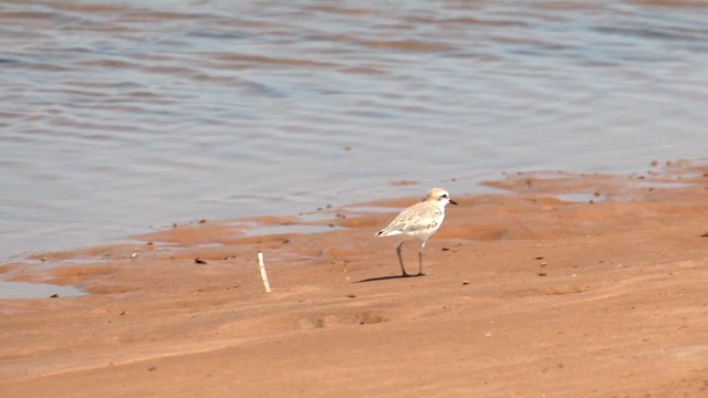 Red-capped Plover - ML627830868