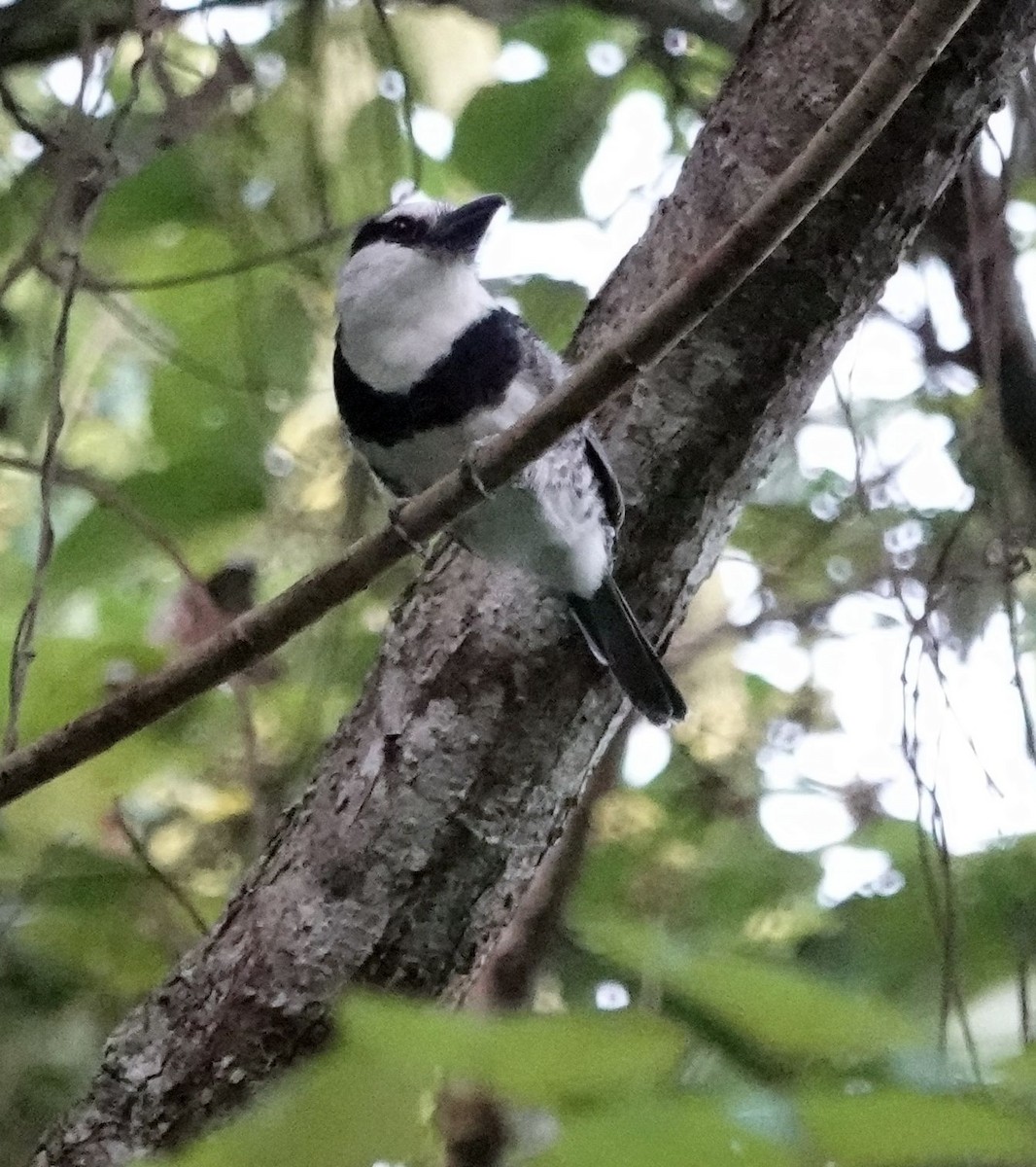 White-necked Puffbird - ML627830899