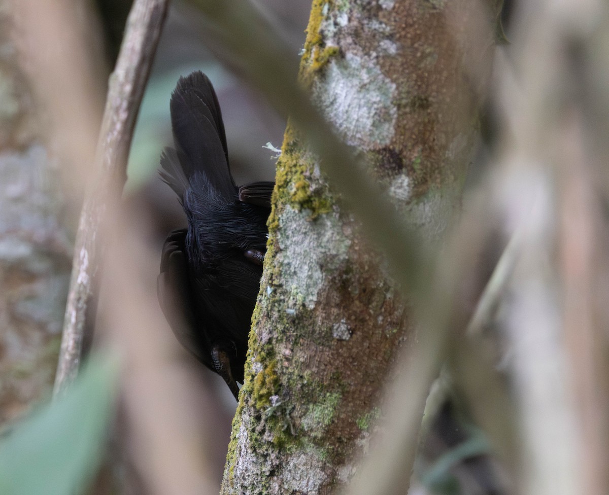 Blackish Tapaculo - ML627830913