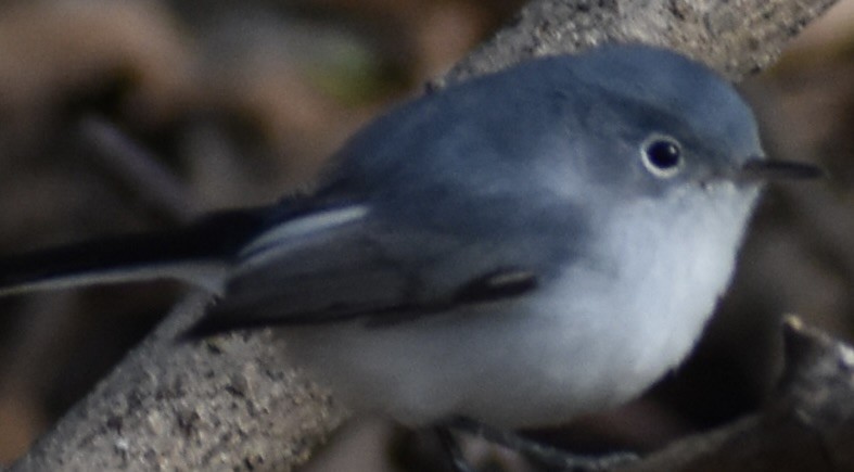 Blue-gray Gnatcatcher - ML627831014