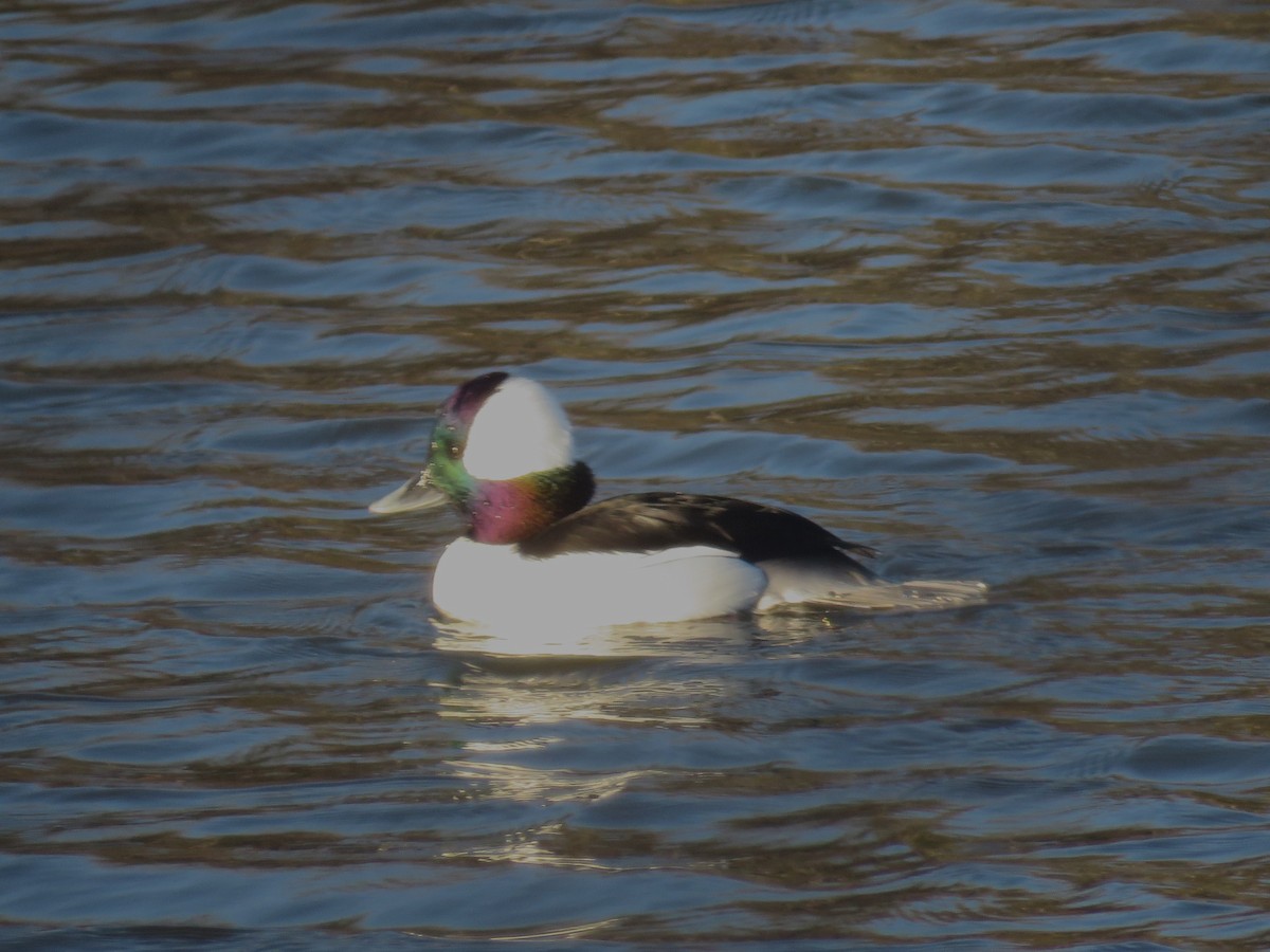 Bufflehead - ML627831041